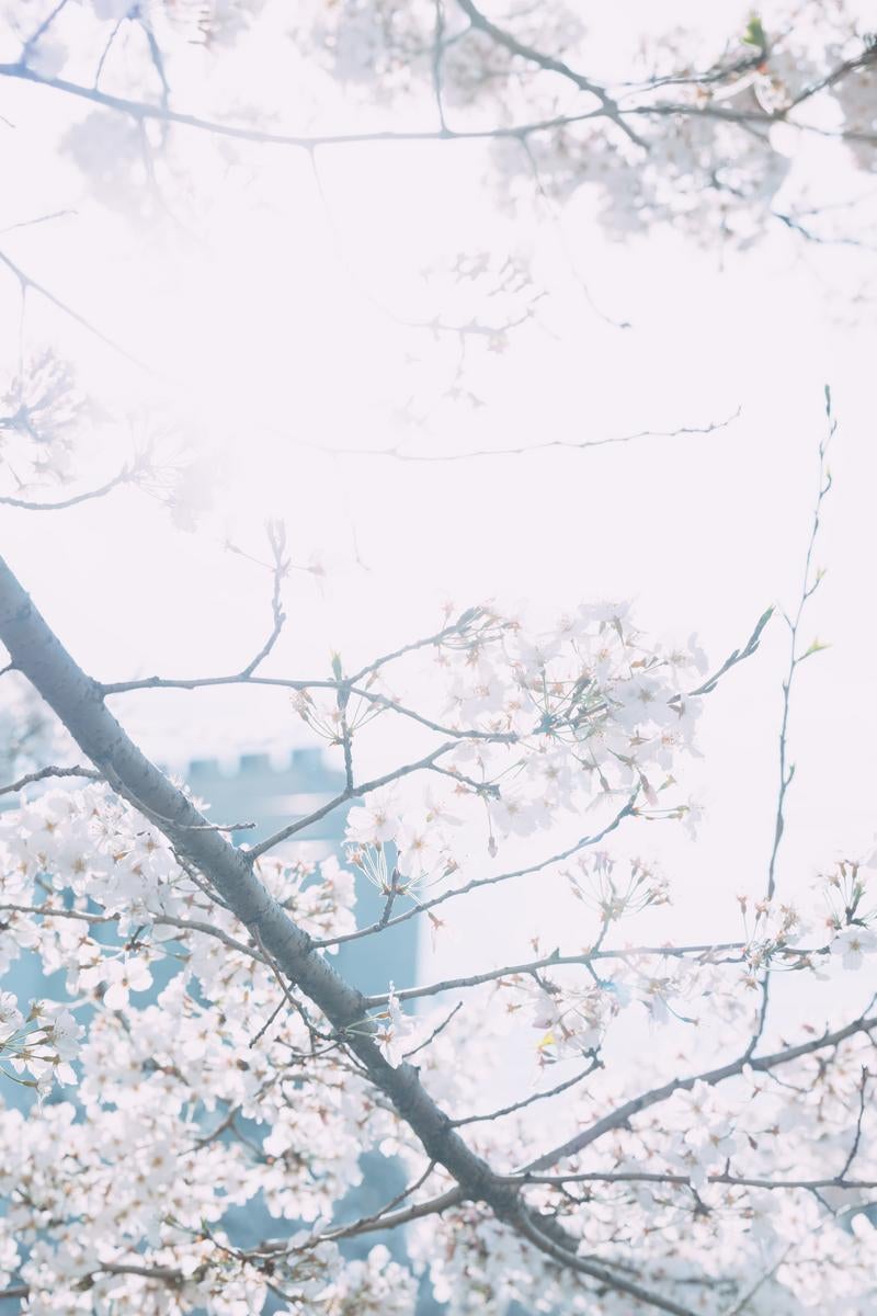 「桜が咲く日中」の写真
